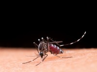 Sarandi registra estabilidade nos casos de dengue e mantém ações de prevenção